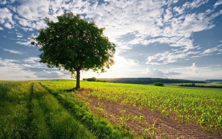 H2020-MSCA-RISE-2016-Virus free fruit nurseries