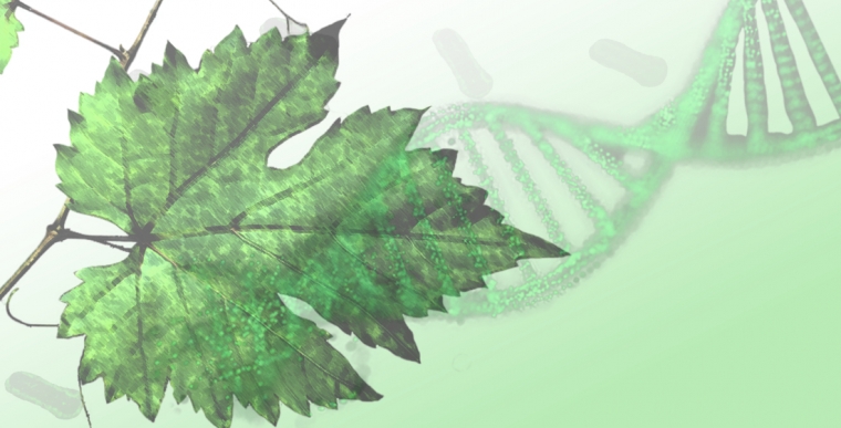 Specific Real-Time PCR for the Detection and Absolute Quantitation of Grapevine Roditis Leaf Discoloration-Associated Virus, an EPPO Alert Pathogen